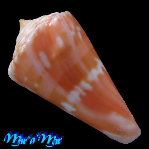 Conus carioca Petuch, 1986 - Imagem 2
