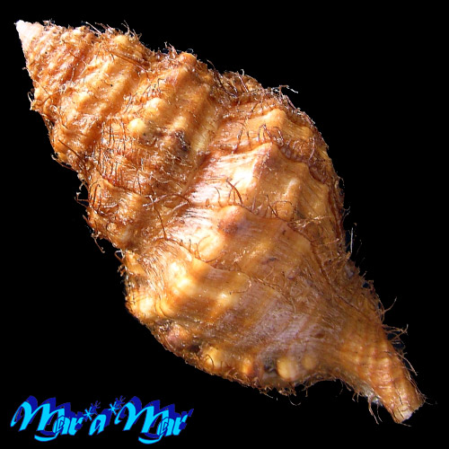 Monoplex parthenopeus (Salis Marschlins, 1793) - Image 2