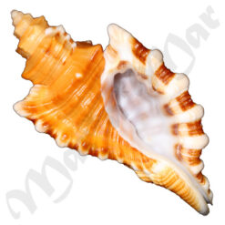 Cymatium femorale (Linnaeus, 1758)
