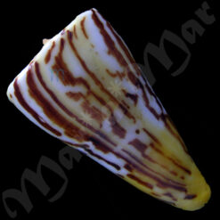Conus riosi Petuch, 1986 - Image 2