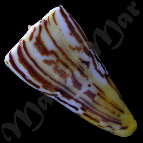 Conus riosi Petuch, 1986 - Image 2