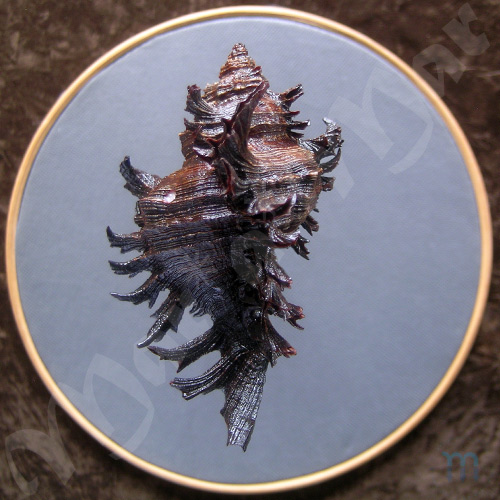 Chicoreus brevifrons (Lamarck, 1822) - Image 2