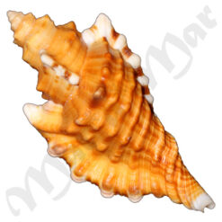 Cymatium femorale (Linnaeus, 1758) - Imagem 2