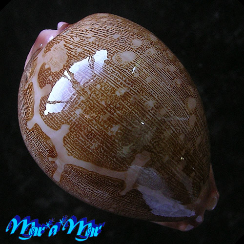 Cypraea (Leporicypraea) mappa mappa (Linnaeus, 1758)