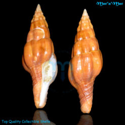 Latirus mediamericanus Hertlein & Strong, 1951