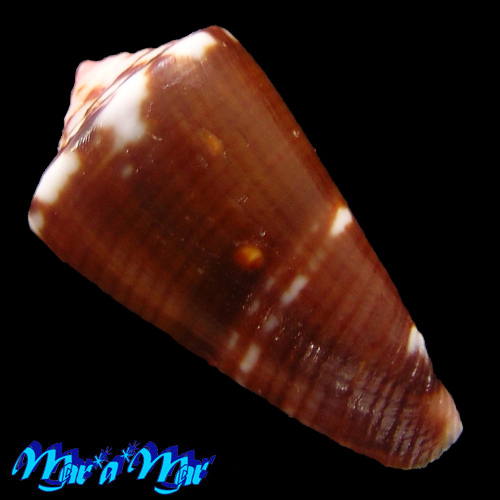 Conus cargilei Coltro, 2004 - Imagem 2