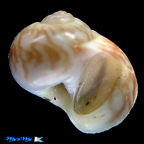 Natica juani Costa & Pastorino, 2012