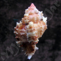 Phyllonotus occulatus (Reeve, 1845) - Imagem 2