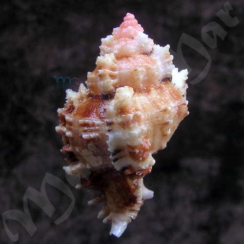 Phyllonotus occulatus (Reeve, 1845) - Imagem 2