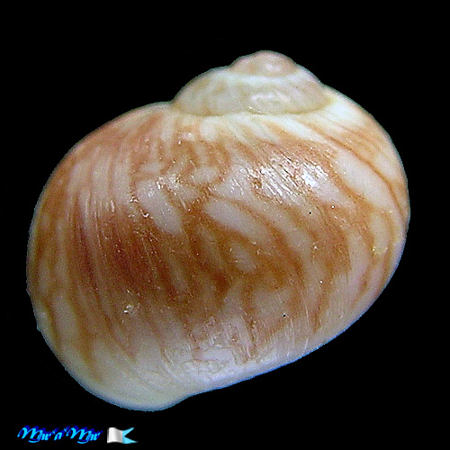 Alternative view of Natica juani Costa & Pastorino, 2012