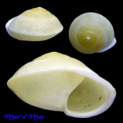 Helicina besckei Pfeiffer, 1848