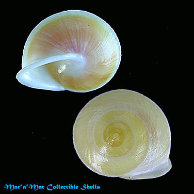 Alternative view of Helicina besckei Pfeiffer, 1848