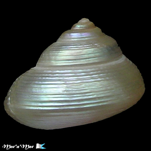 Pseudostomatella sp. - Imagem 2