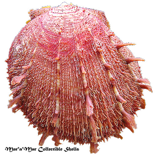 Spondylus ictericus Reeve, 1856