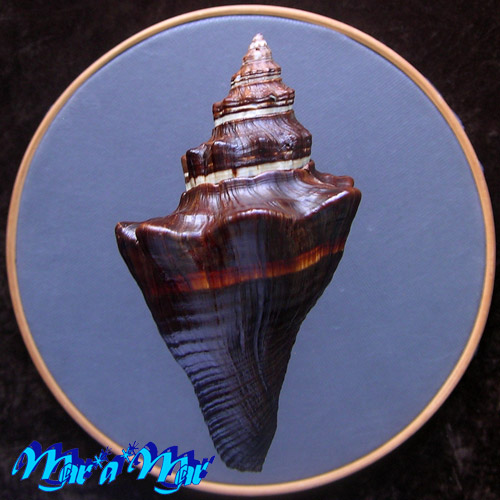 Alternative view of Pugilina tupiniquim Abbate & Simone, 2015