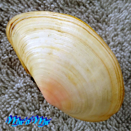 Alternative view of Sanguinolaria sanguinolenta (Gmelin, 1791)