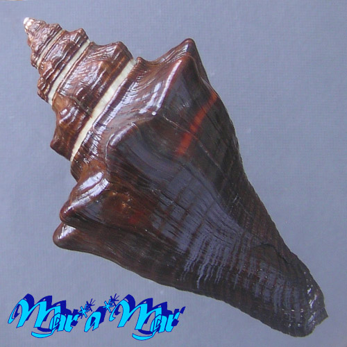 Alternative view of Pugilina tupiniquim Abbate & Simone, 2015