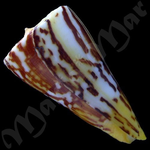 Conus riosi Petuch, 1986 - Image 3