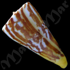 Conus riosi Petuch, 1986 - Image 4