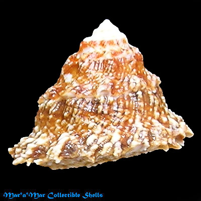 Astraea sp. - Image 2