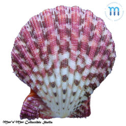 Alternative view of Gloripallium pallium (Liné, 1758)