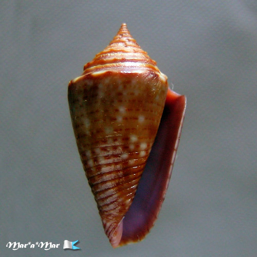 Jaspidiconus simonei Petuch & Myers, 2014