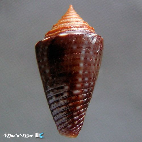 Jaspidiconus simonei Petuch & Myers, 2014 - Imagem 2