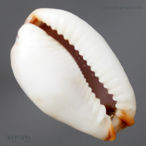 Cypraea gangranosa Dunker, 1852