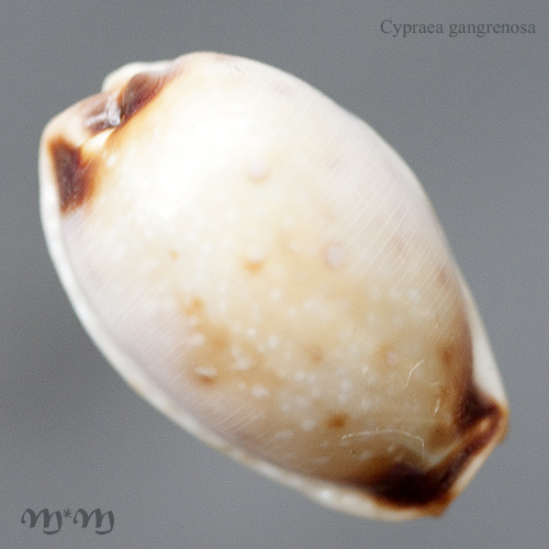 Alternative view of Cypraea gangranosa Dunker, 1852