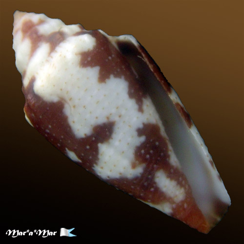 Tenorioconus curassaviensis Hwass, 1792