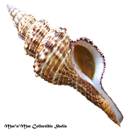 Goniofusus brasiliensis (Grabau, 1904)