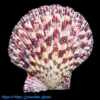 Gloripallium pallium (L., 1758) - Imagem 2