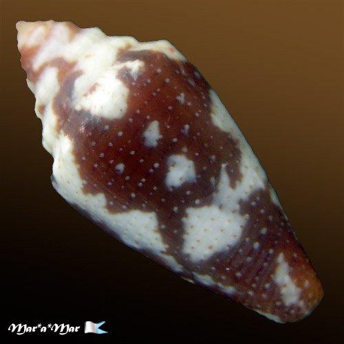 Tenorioconus curassaviensis Hwass, 1792 - Imagem 2