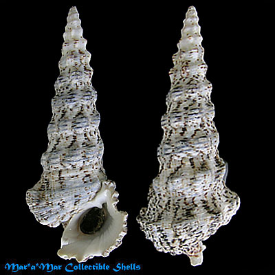 Cerithium nodulosum (Bruguière, 1792)
