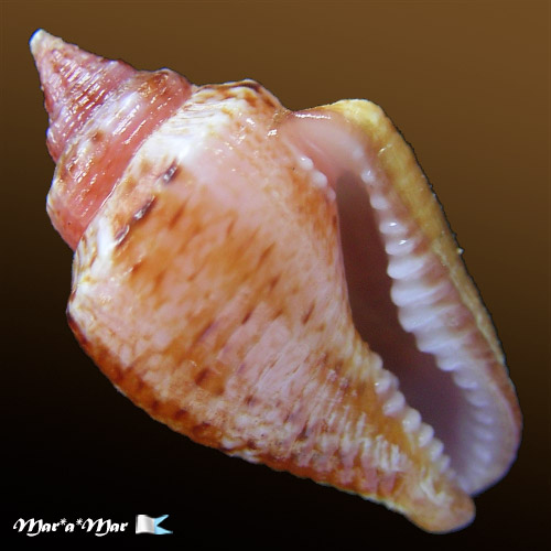Columbella mercatoria (Linnaeus, 1758) - Image 2