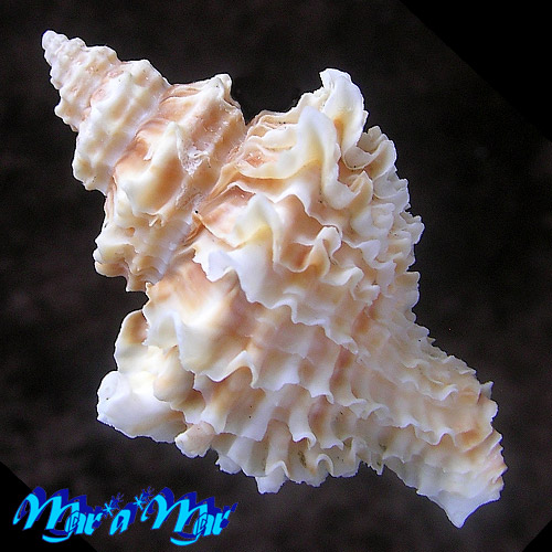 Alternative view of Latiaxena fimbriata Hinds, 1844