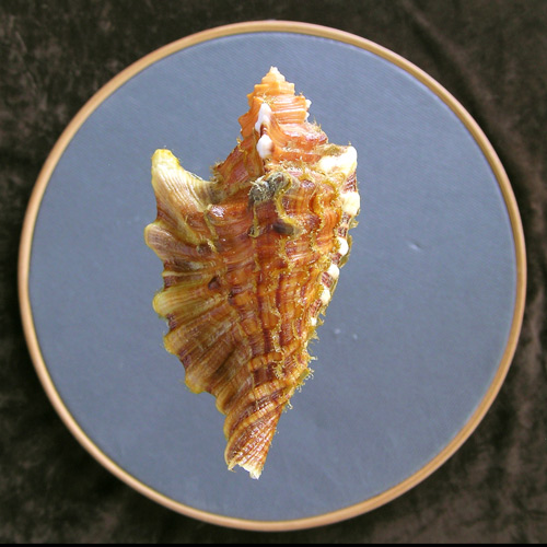 Cymatium femorale (Linnaeus, 1758) - Imagem 2