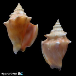 Strombus pugilis Linnaeus, 1758