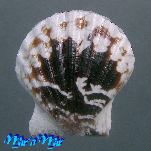 Flexopecten glaber (Linnaeus, 1758) - Image 2