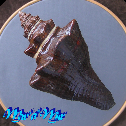 Alternative view of Pugilina tupiniquim Abbate & Simone, 2015