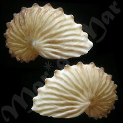 Argonauta boettgeri Von Maltzen, 1881