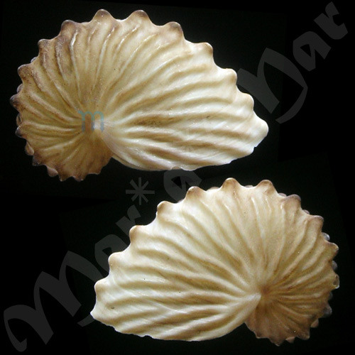 Argonauta boettgeri Von Maltzen, 1881