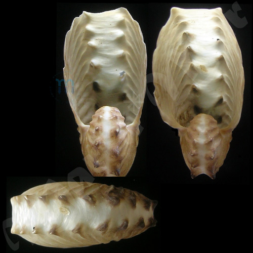 Argonauta boettgeri Von Maltzen, 1881 - Imagem 2