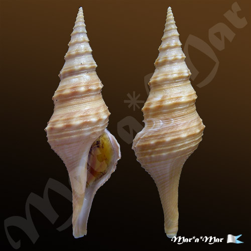 Cruziturricula arcuata (Reeve, 1843)