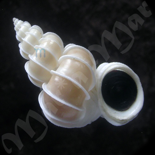 Epitonium scalare (Linnaeus, 1758)