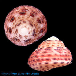 Cinysca alvesi Rubio & Rolan