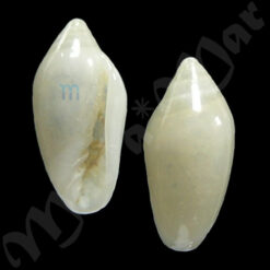 Volvarina (Marginellopsis) serrei Bavay, 1913*