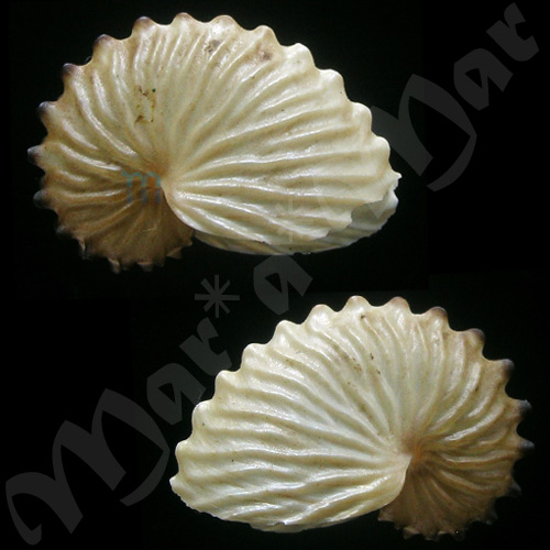 Argonauta boettgeri Von Maltzen, 1881