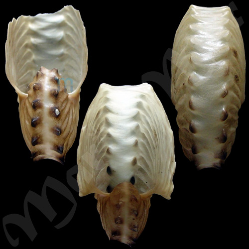 Argonauta boettgeri Von Maltzen, 1881 - Imagem 2