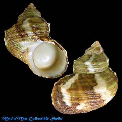 Turbo haynesi Preston, 1914